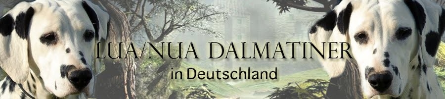 Dalmatiner Zucht - L.U.A. im Haus Punctum